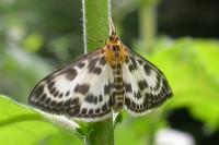 Anania hortulata