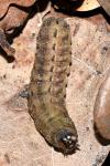 Noctua pronuba
