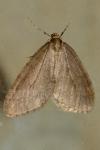 Operophtera brumata