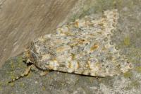Polymixis flavicincta flavicincta