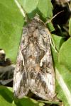 Autographa gamma
