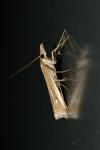 Ancylolomia tentaculella