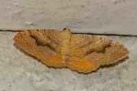 Camptogramma bilineata