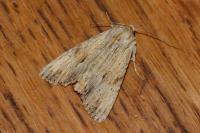 Apamea lithoxylaea