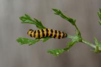 Tyria jacobaeae