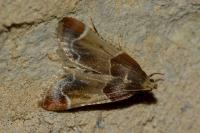 Pyralis farinalis