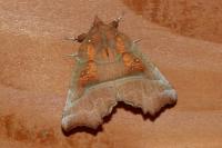 Scoliopteryx libatrix