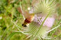 Hemaris fuciformis