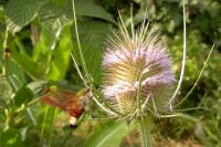 Hemaris fuciformis