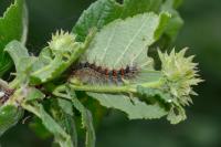 Lymantria dispar