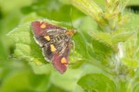 Pyrausta aurata