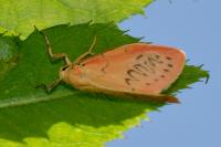 Miltochrista miniata