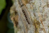 Thaumetopoea processionea
