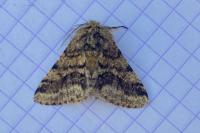 Lycia hirtaria