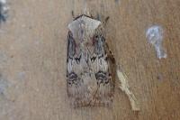 Agrotis puta