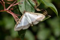 Cydalima perspectalis