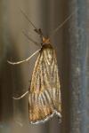 Chrysocrambus linetella
