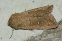 Mythimna albipuncta