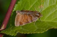 Euclidia glyphica