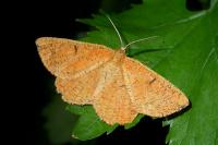 Angerona prunaria