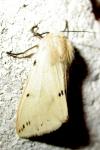 Spilarctia lutea