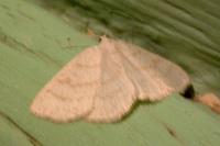 Cabera exanthemata