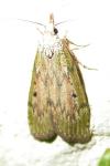 Aphomia sociella