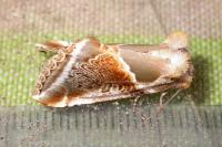 Habrosyne pyritoides