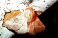 Malacosoma neustria