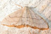 Idaea aversata
