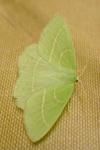 Hemistola chrysoprasaria