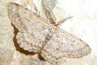 Hypomecis punctinalis