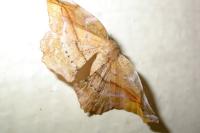Apeira syringaria