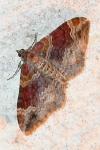 Xanthorhoe spadicearia/ferrugata