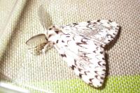 Lymantria monacha
