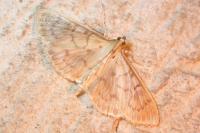 Patania ruralis