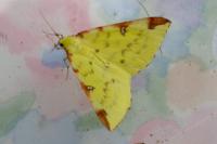 Opisthograptis luteolata