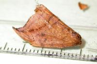 Drepana curvatula