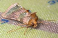 Diachrysia chrysitis
