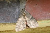 Catocala nupta