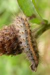 Phragmatobia fuliginosa