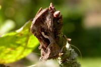 Macdunnoughia confusa