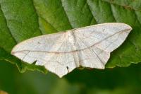 Timandra comae