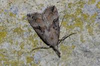 Hypena rostralis