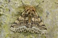 Lycia hirtaria