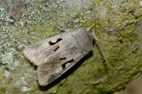 Orthosia gothica