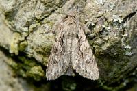 Xylocampa areola