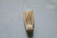 Acronicta albovenosa