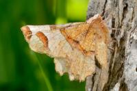 Selenia lunularia