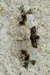 Ligdia adustata